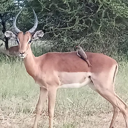 636 Itaga Safari Lodge, Mabalingwe Nature Reserve Mabula Game Reserve Exterior photo